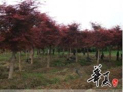 精品红枫大量供应,欢迎选购 浙江宁波溪口镇腾头苗木公司 供应产品 浙江宁波溪口镇腾头苗木公司