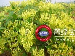 山东鲁峰金银花 绿化苗木产品精选清单，助力园林生态升级