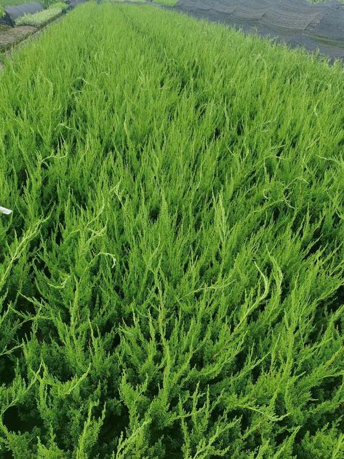 苗木供应全攻略 从选苗到栽植的一站式指南